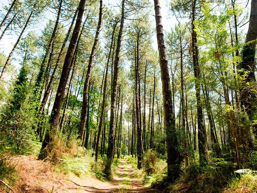 Découvrir les Landes
