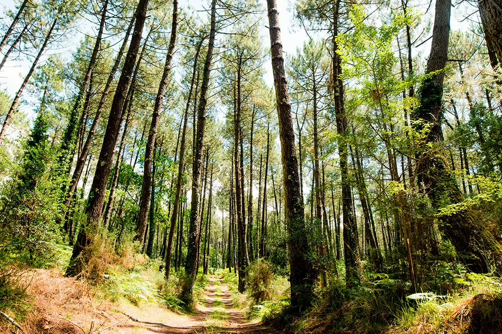Découvrir les Landes